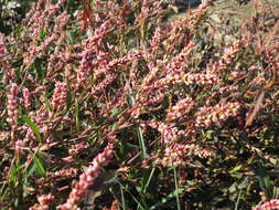 Image of Dock-Leaf Smartweed