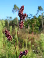 Image of Dock-Leaf Smartweed