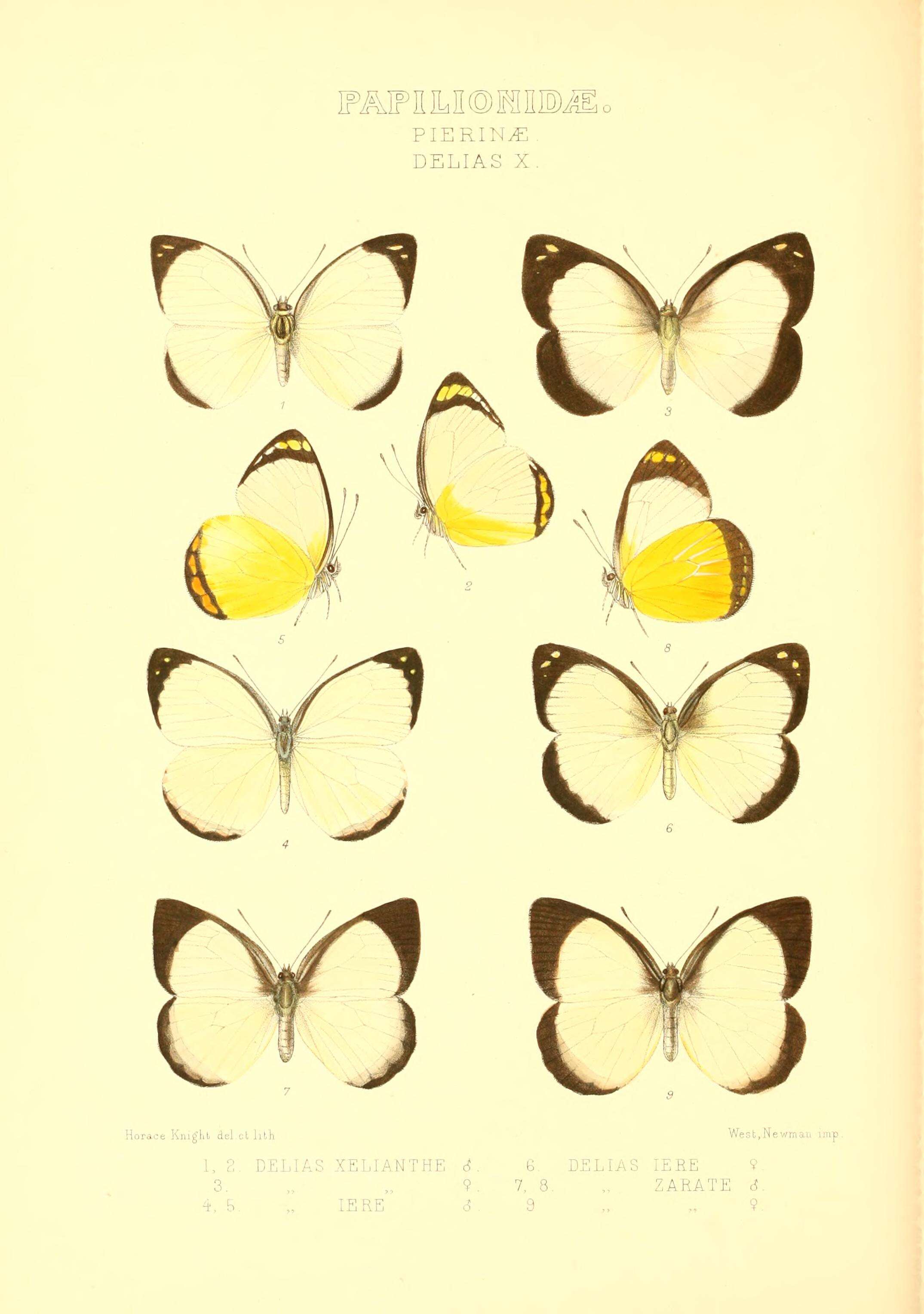 Image of Delias ennia (Wallace 1867)