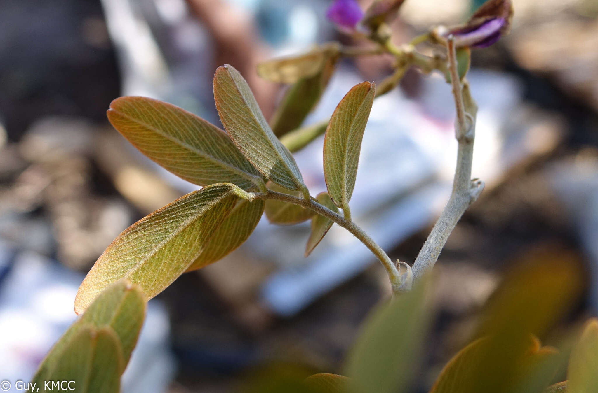 Image of Mundulea anceps R. Vig.