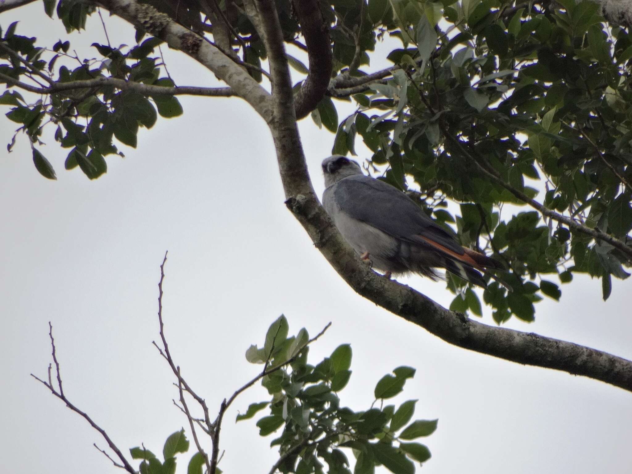 Image of Plumbeous Kite