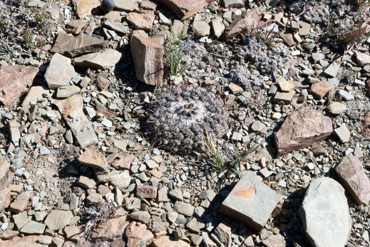 Image of Parodia subterranea F. Ritter