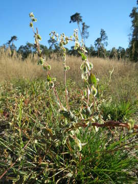 Plancia ëd Fallopia convolvulus (L.) A. Löve