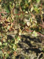 Plancia ëd Fallopia convolvulus (L.) A. Löve