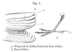 Image of Anthus Bechstein 1805