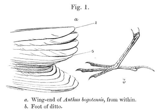 Image of Anthus Bechstein 1805