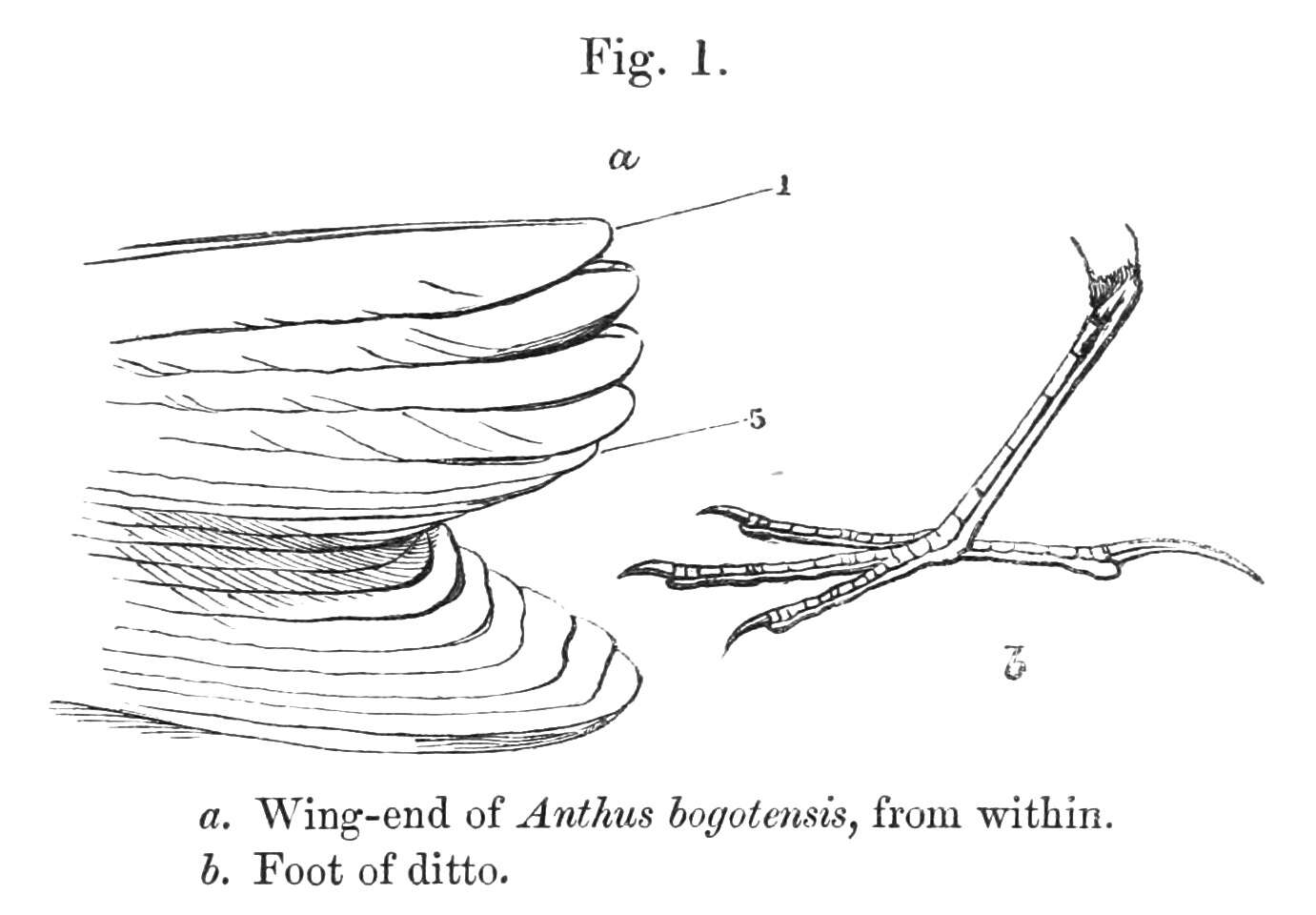 Image of Anthus Bechstein 1805