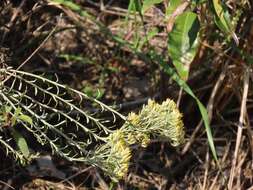 Imagem de Helichrysum kraussii Sch. Bip.