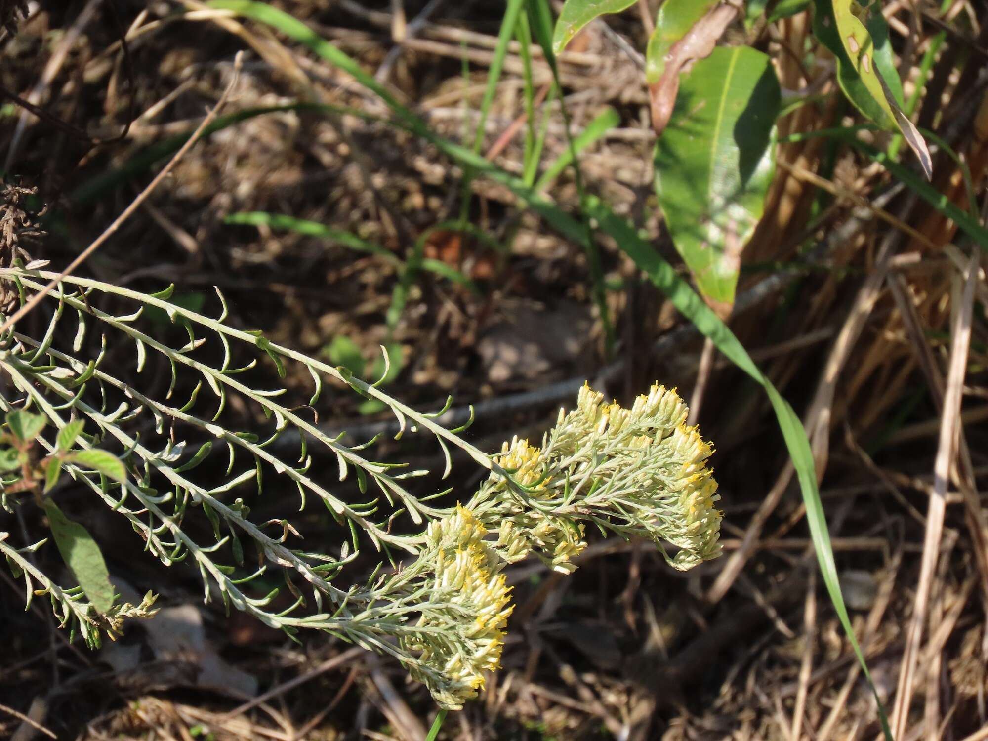 Image of Curry bush