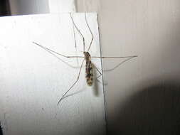 Image of <i>Limonia cinctipes</i>