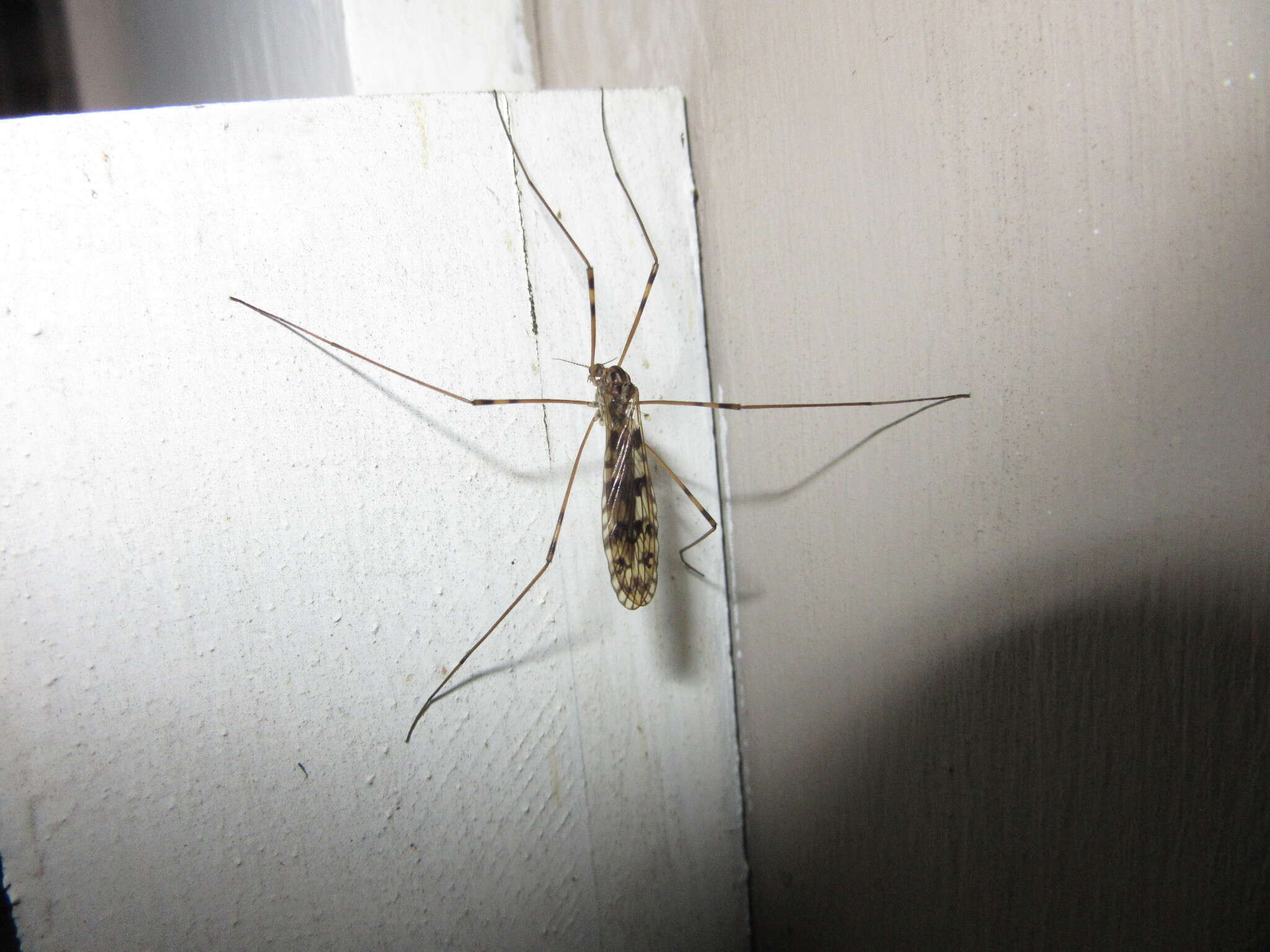 Image of <i>Limonia cinctipes</i>