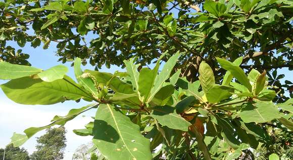 Image of tropical-almond