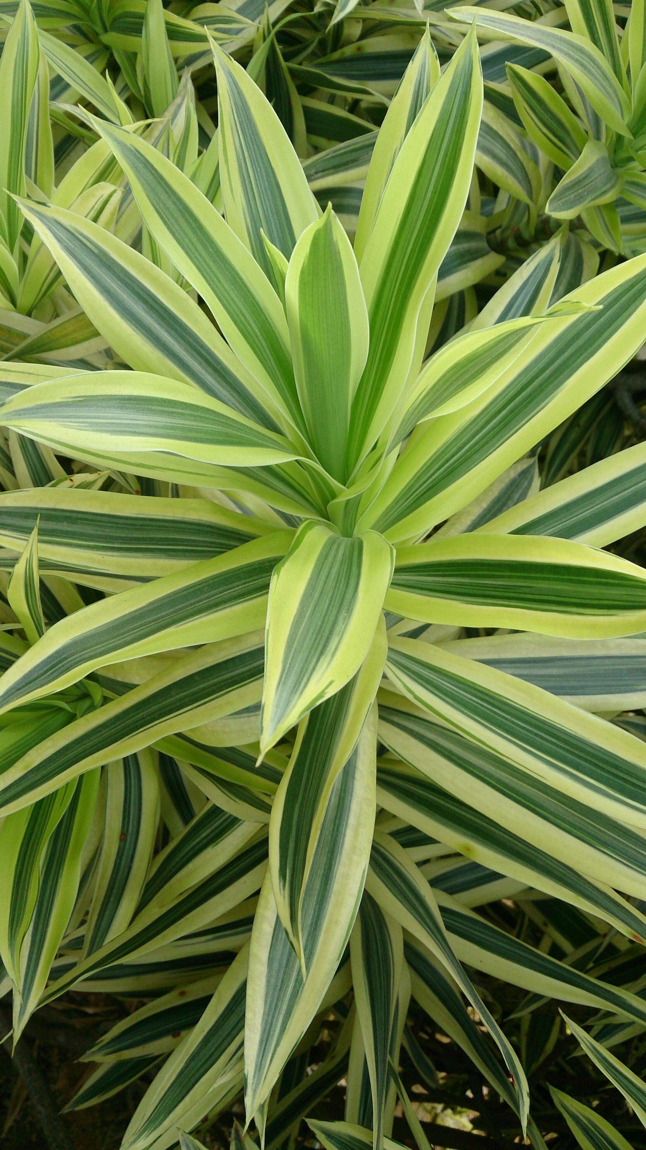 Image of Dracaena reflexa Lam.