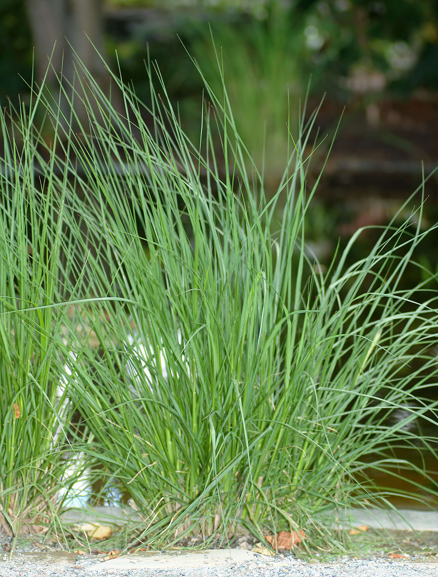 Imagem de Pennisetum alopecuroides