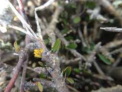 Image of Melicytus alpinus (Kirk) P. J. Garnock-Jones