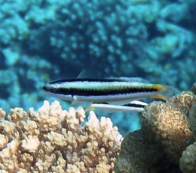 Image of Bluehead wrasse