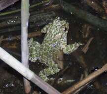 Image of European green toad