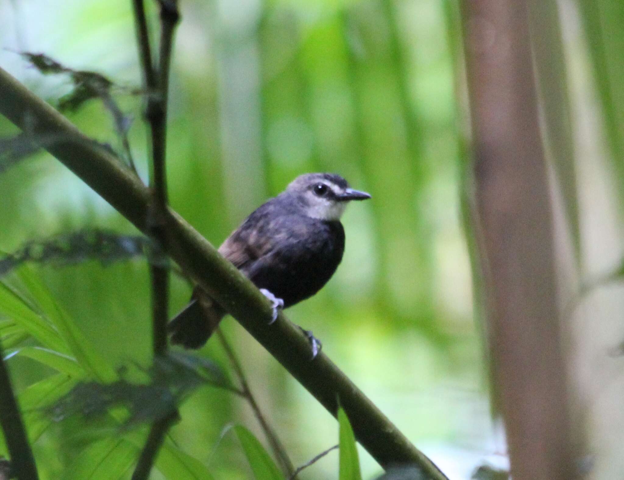 Image of Lunulated Antbird