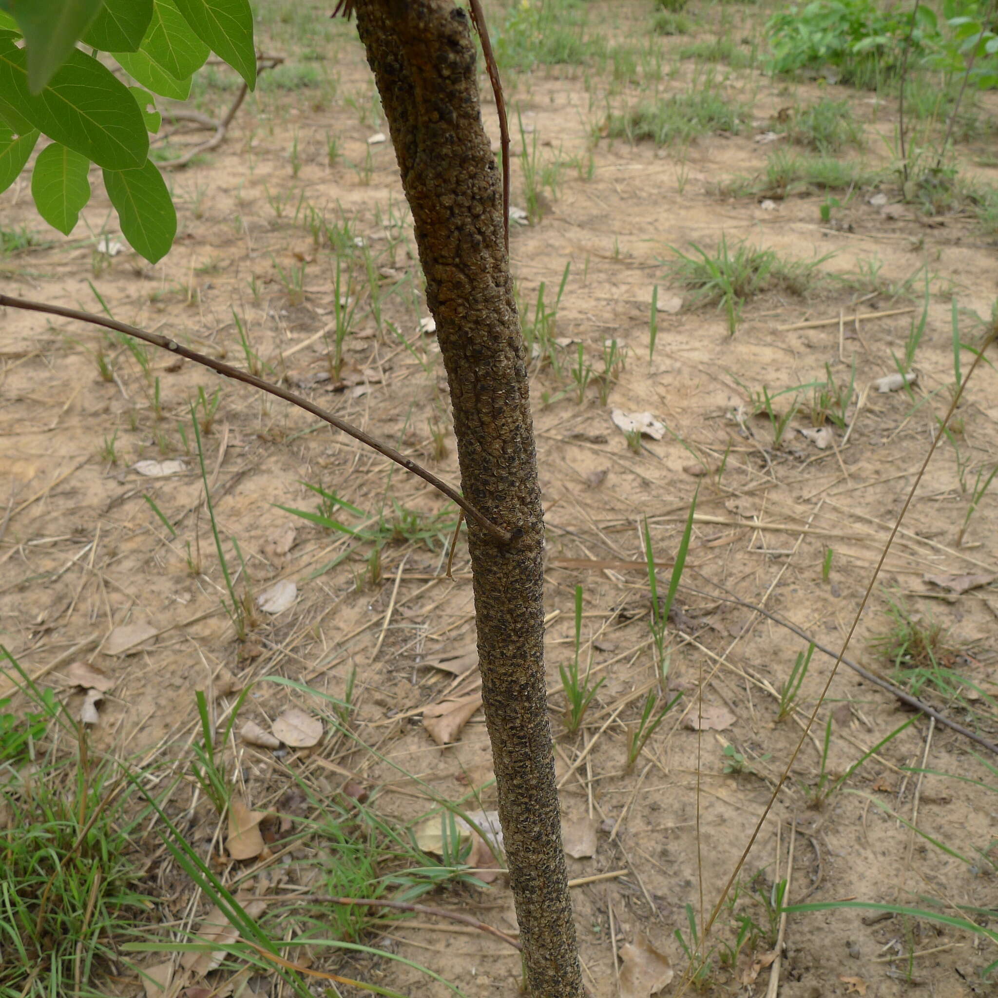 Image de Terminalia engleri Gere & Boatwr.