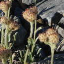 Image de Antennaria friesiana (Trautv.) Ekman