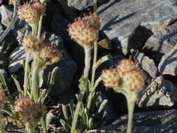 صورة Antennaria friesiana (Trautv.) Ekman