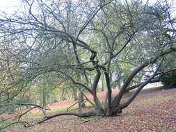 Image of Cherry Plum