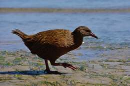 Image of Weka