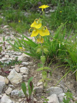 Image of Rhynchocorys orientalis (L.) Benth.