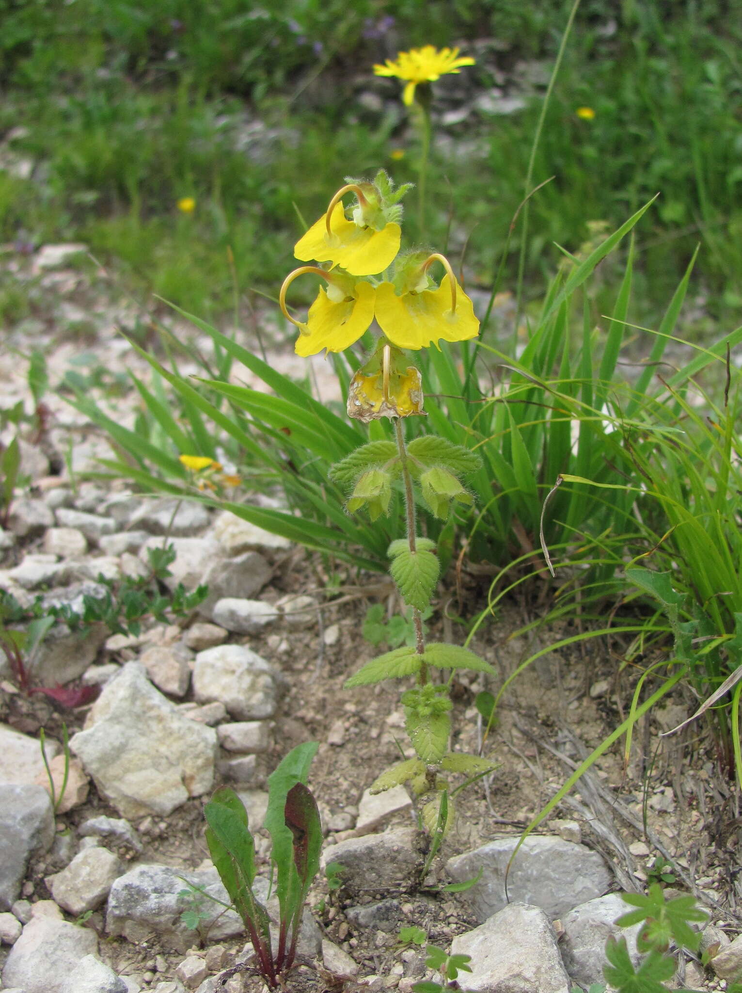 Image of Rhynchocorys orientalis (L.) Benth.