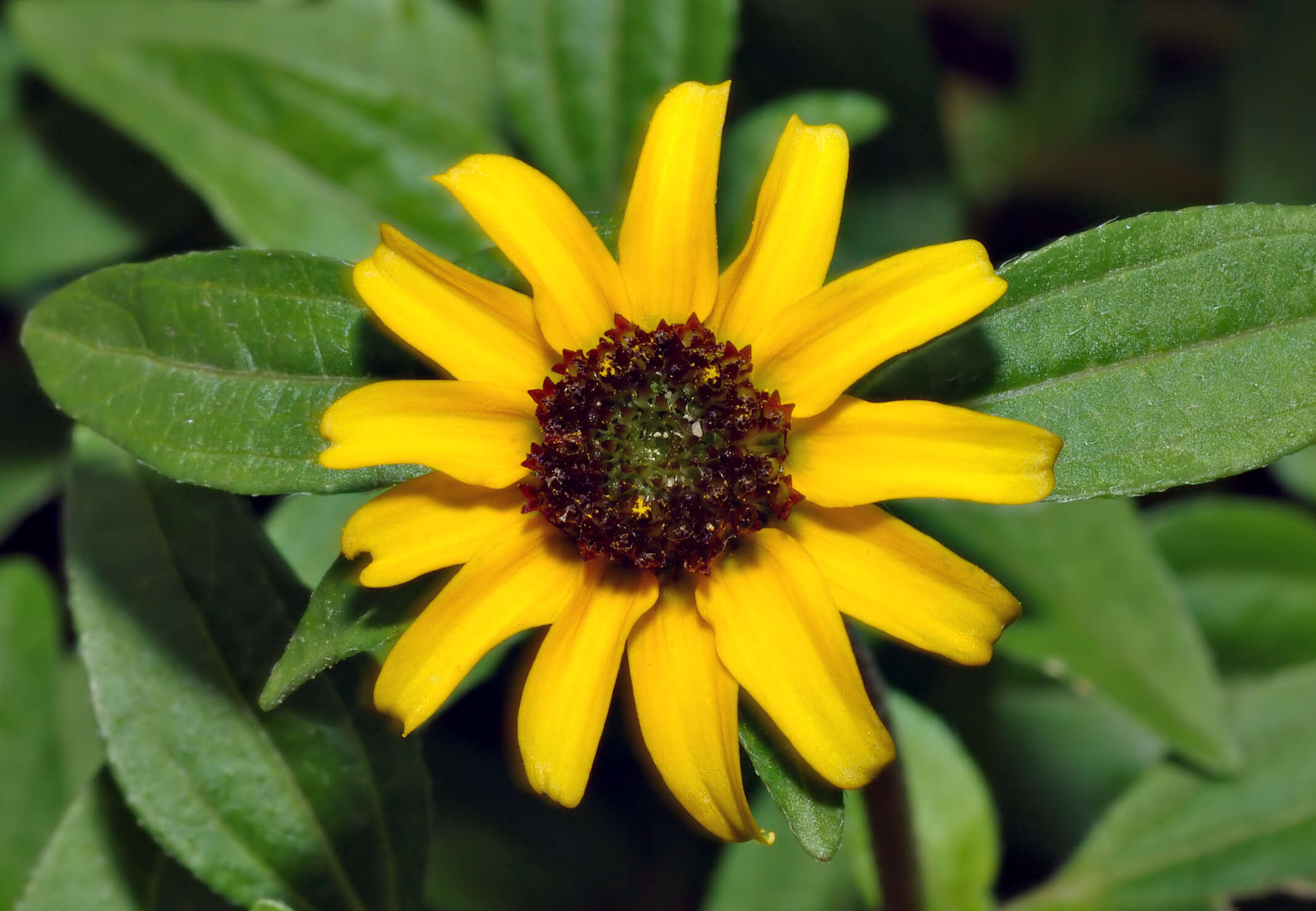 Image of Mexican creeping zinnia