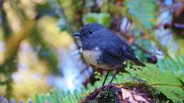 Image of New Zealand Robin