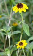 Image of Mexican creeping zinnia