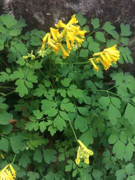 Imagem de Pseudofumaria lutea (L.) Borkh.