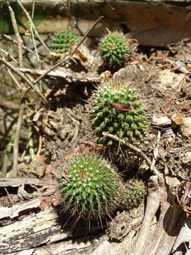 Image of Mammillaria karwinskiana subsp. beiselii (Diers) D. R. Hunt