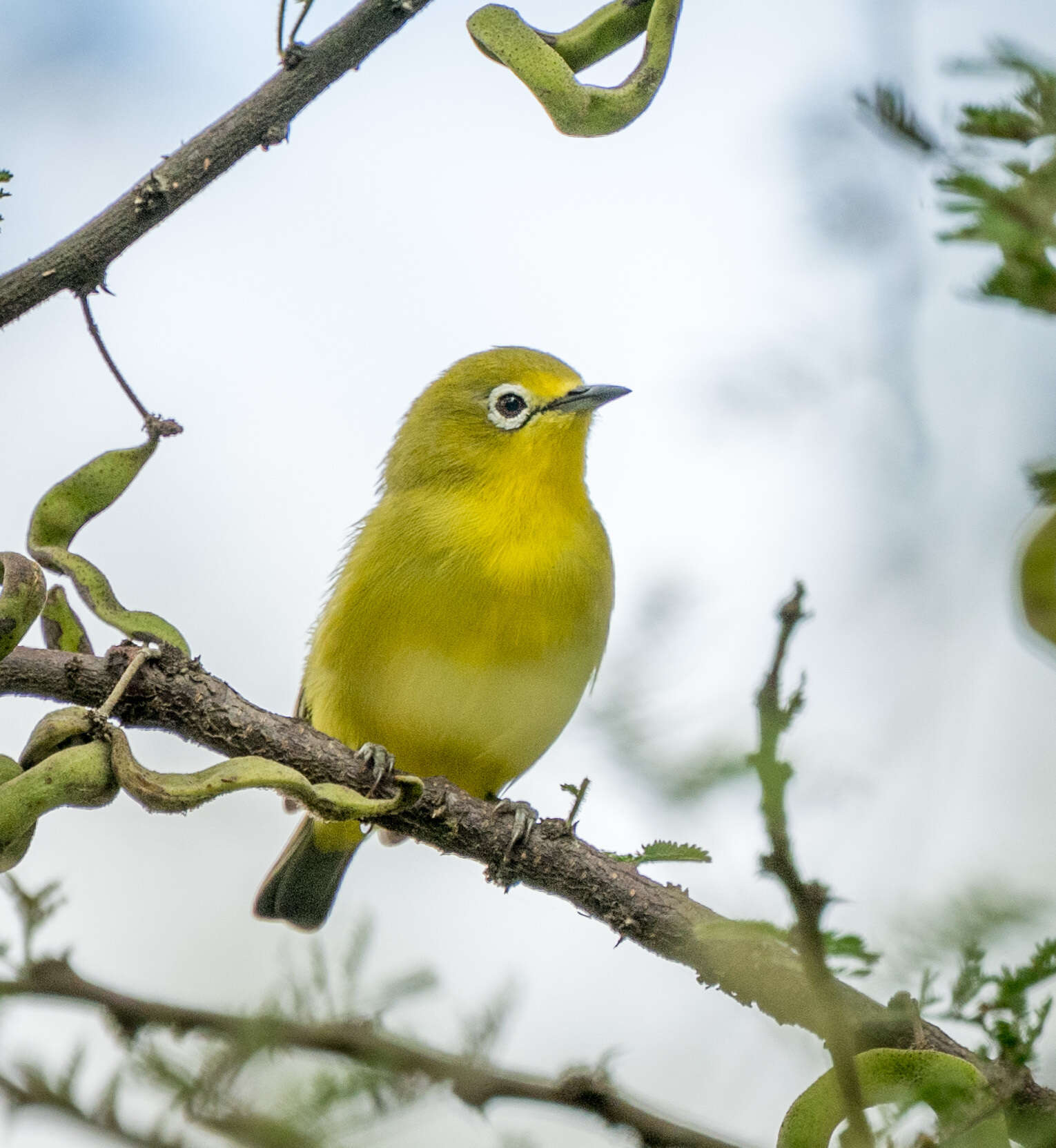 Image of Pale White-eye