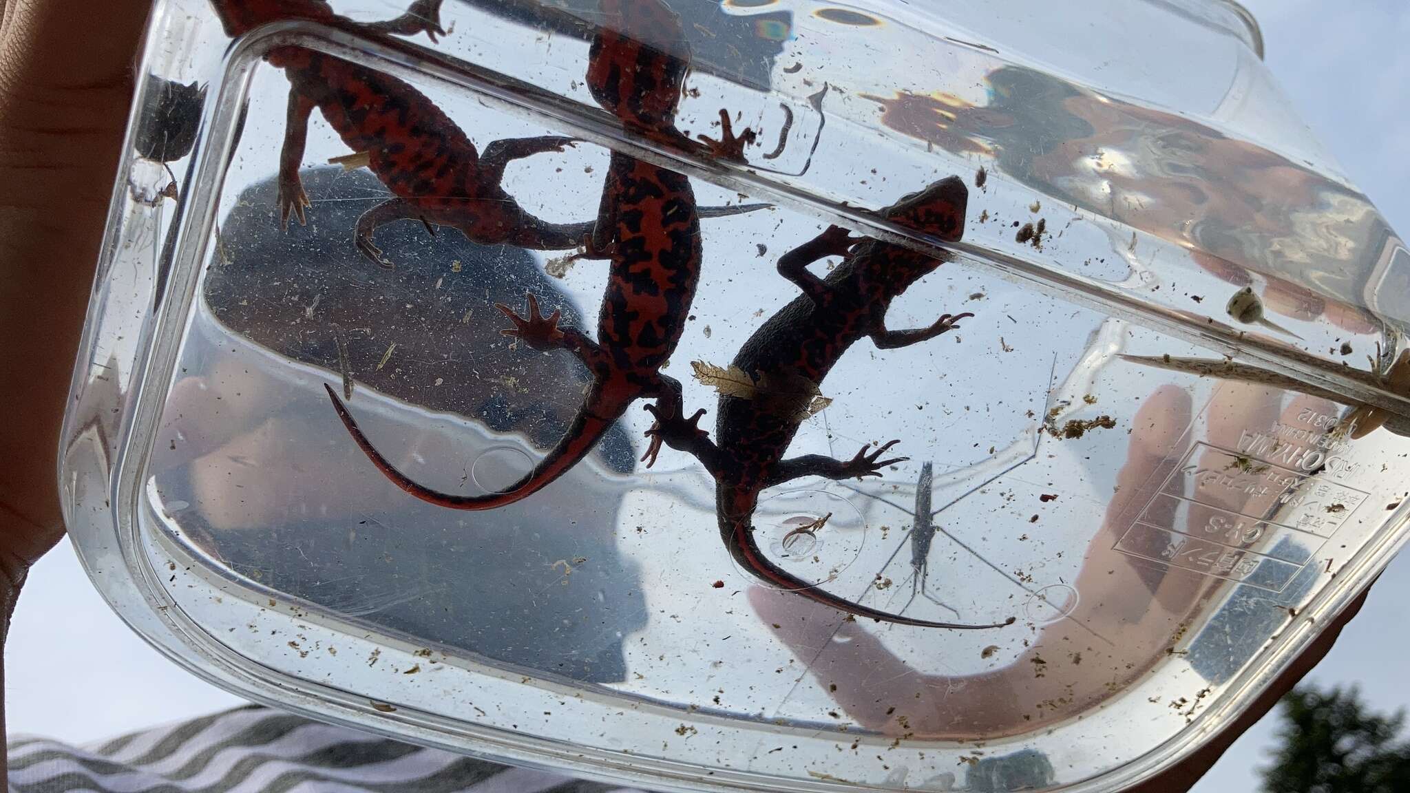 Image of Japanese Fire-bellied Newt