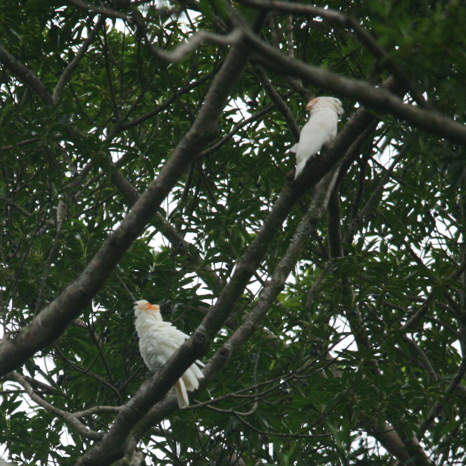 Imagem de Cacatua moluccensis (Gmelin & JF 1788)