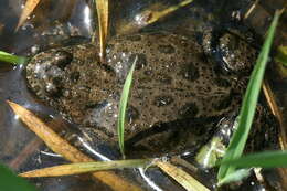 Image of Fire-bellied Toad