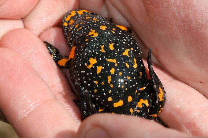 Image of Fire-bellied Toad