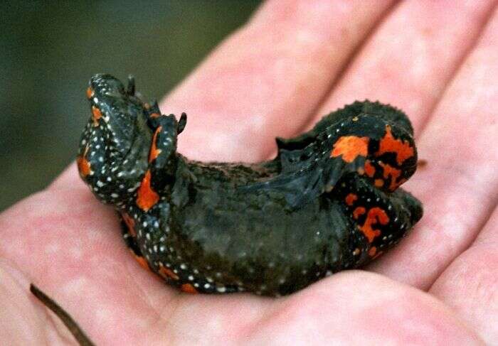 Image of Fire-bellied Toad