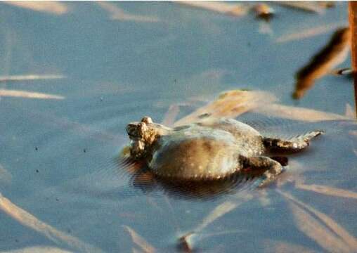 Image of Fire-bellied Toad