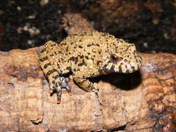 Image of Fire-bellied Toad