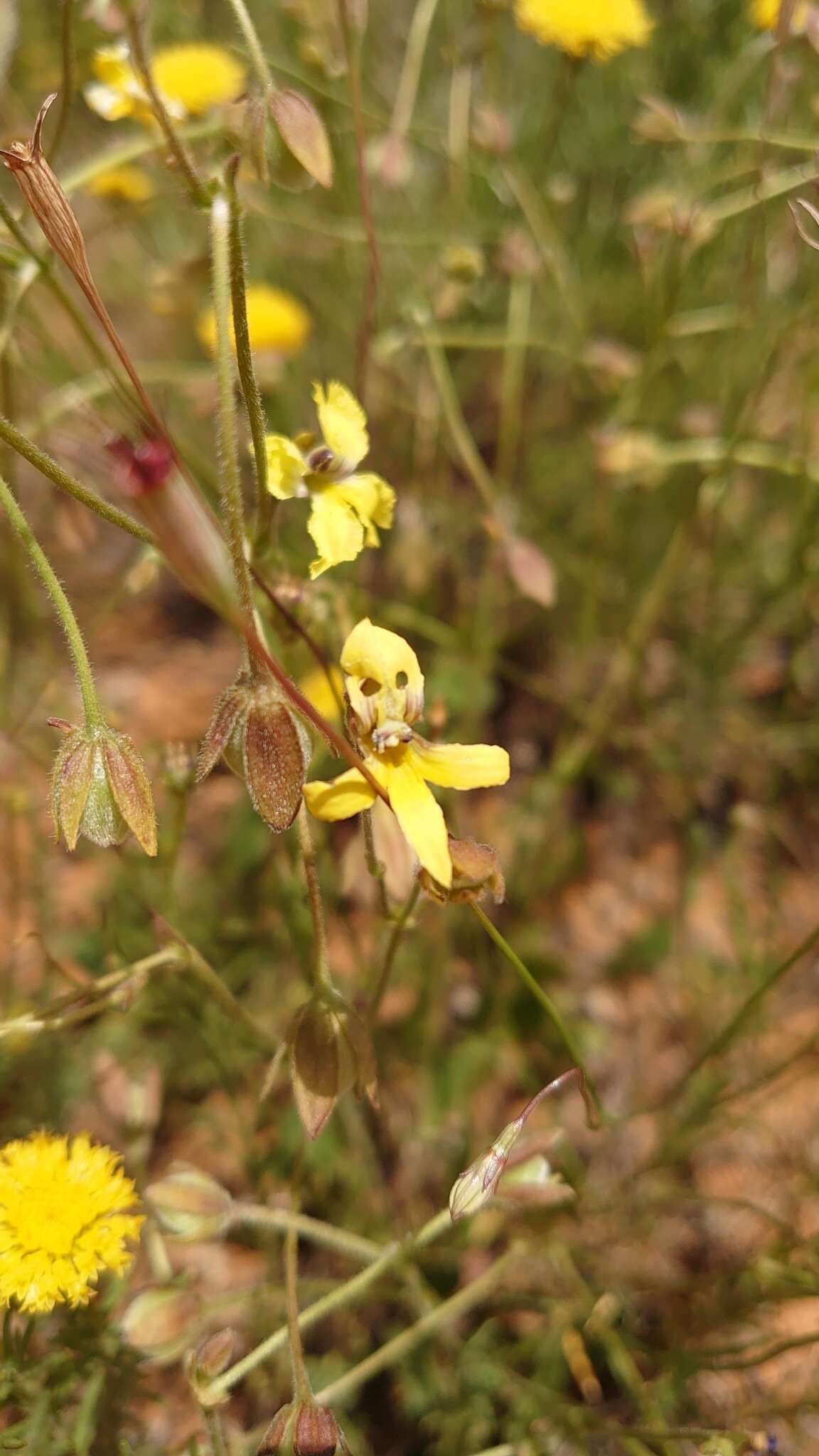 Image of Goodenia paradoxa