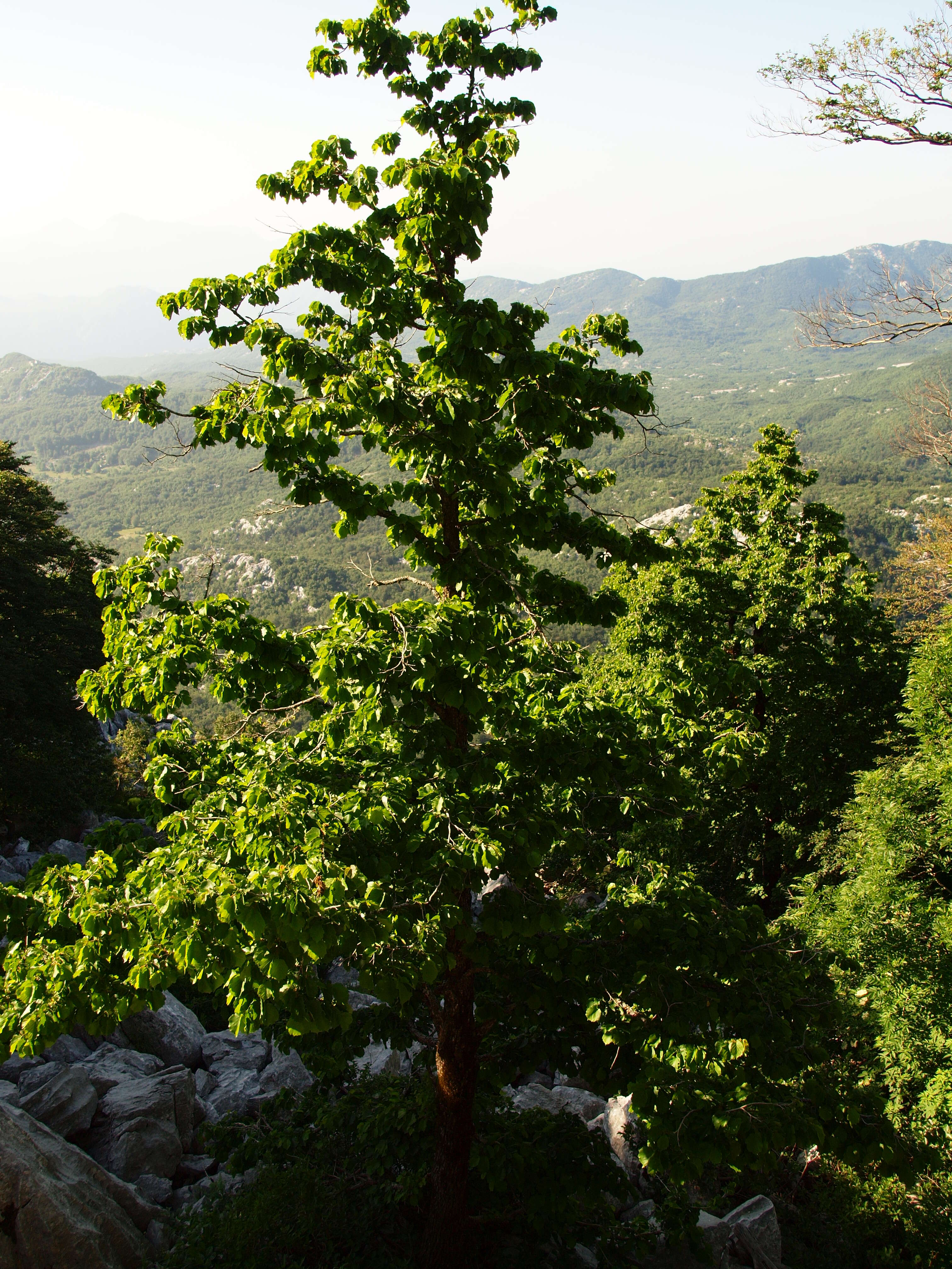 Image of Turkish Hazel