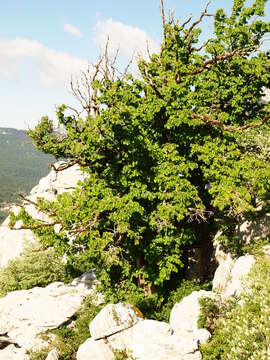 Image of Turkish Hazel