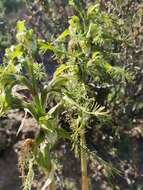 Image of Bipinnula plumosa Lindl.