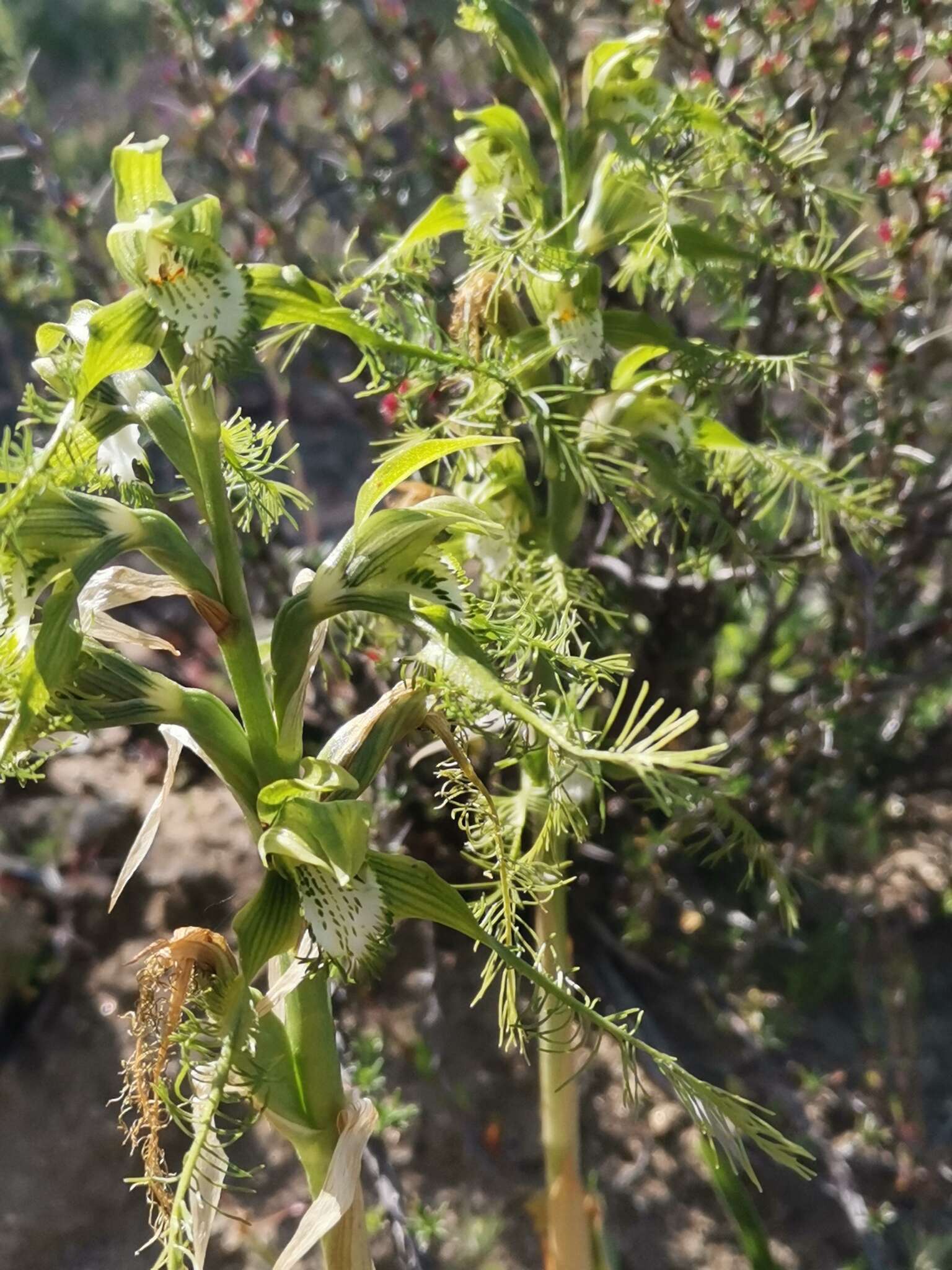 Imagem de Bipinnula plumosa Lindl.