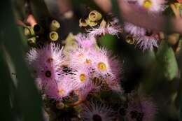 Слика од Eucalyptus albopurpurea (Boomsma) D. Nicolle