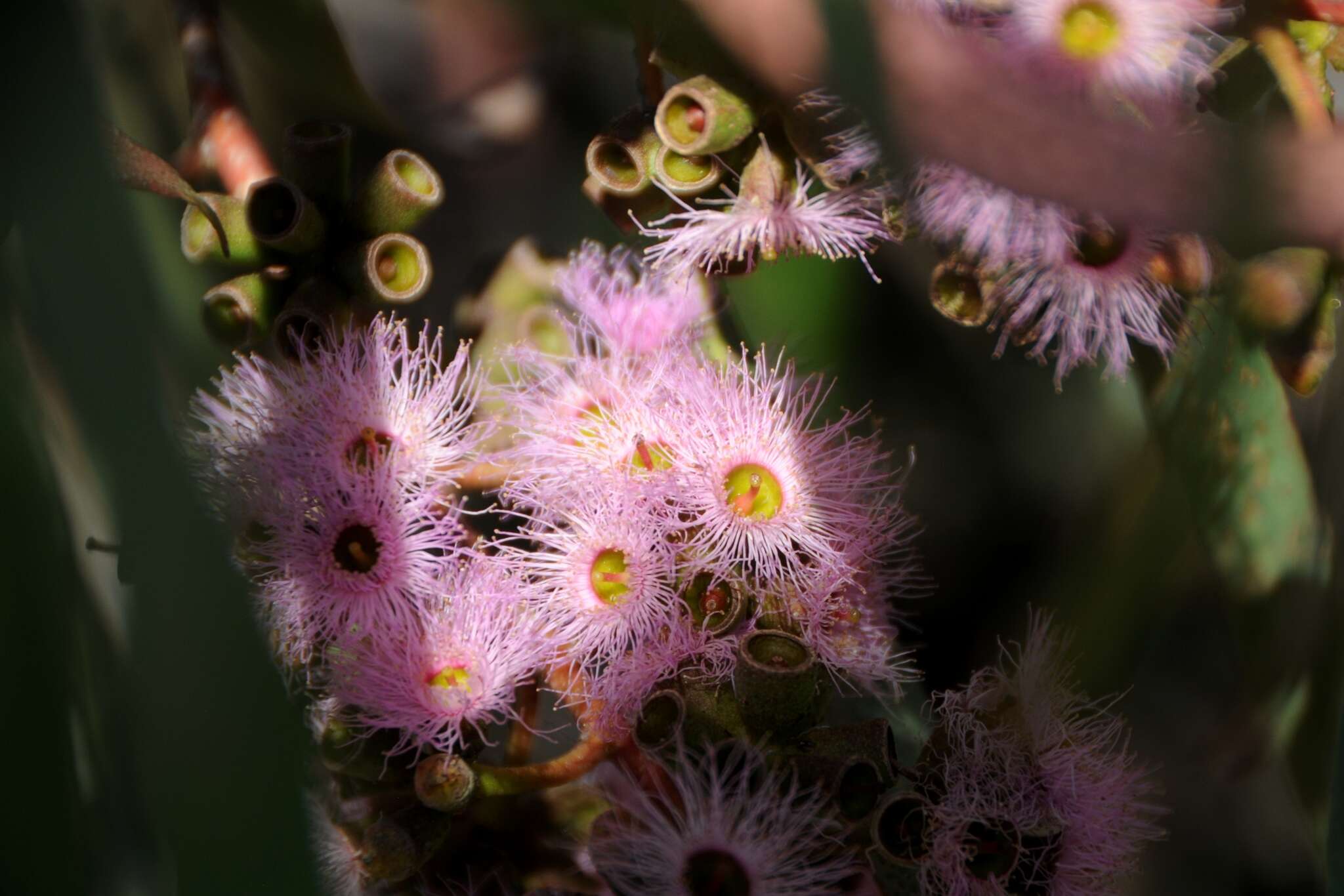 Слика од Eucalyptus albopurpurea (Boomsma) D. Nicolle