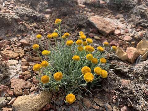 Image of sagebrush fleabane